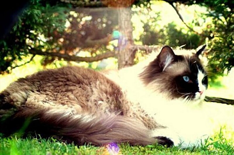 Ragdoll Cat in Grass