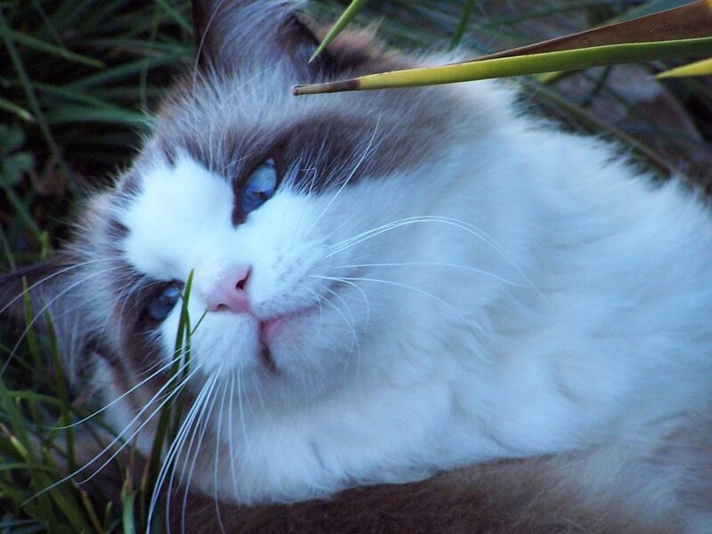 Ragdoll Cat in Grass — White