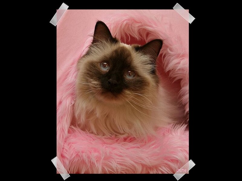 Ragdoll Cat in Pink