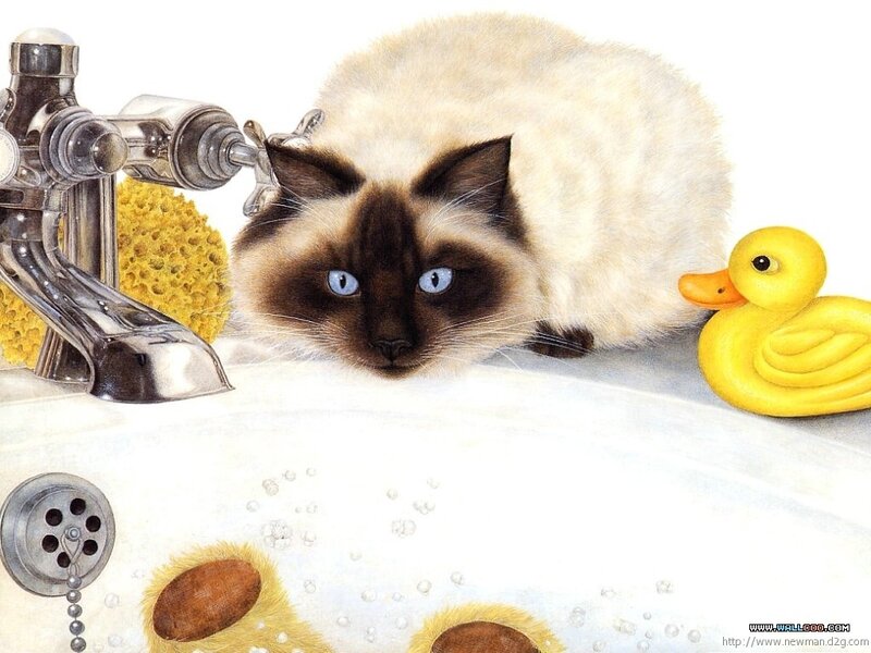 Ragdoll Cat in Sink