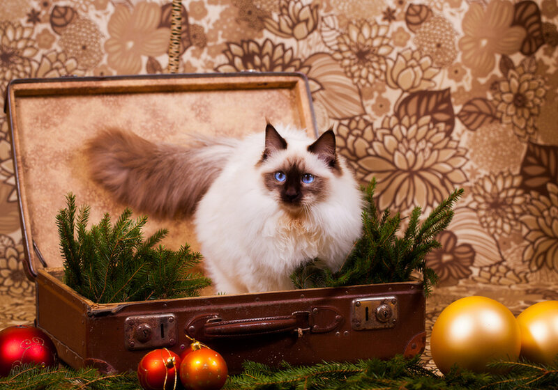 Ragdoll Cat in Suitcase