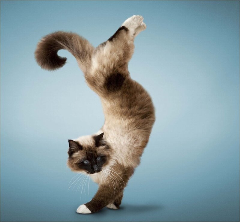 Ragdoll Cat in Yoga Pose