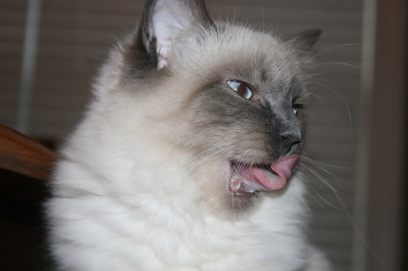 Ragdoll Cat Licking