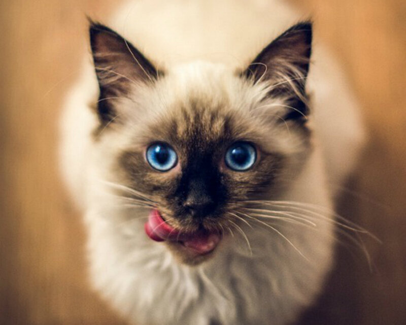 Ragdoll Cat Licking — White, Curious