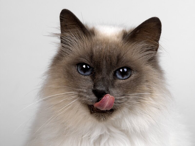 Ragdoll Cat Licking — White