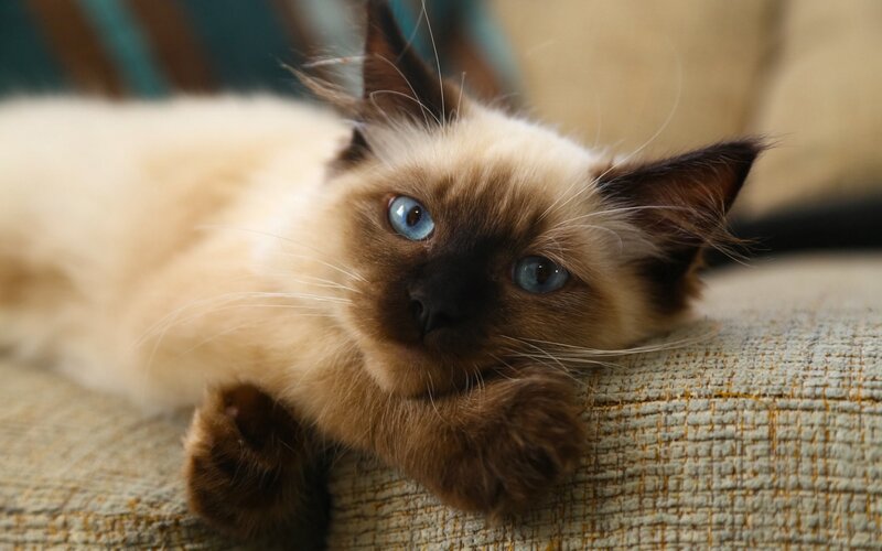 Ragdoll Cat Lying Down — Beige