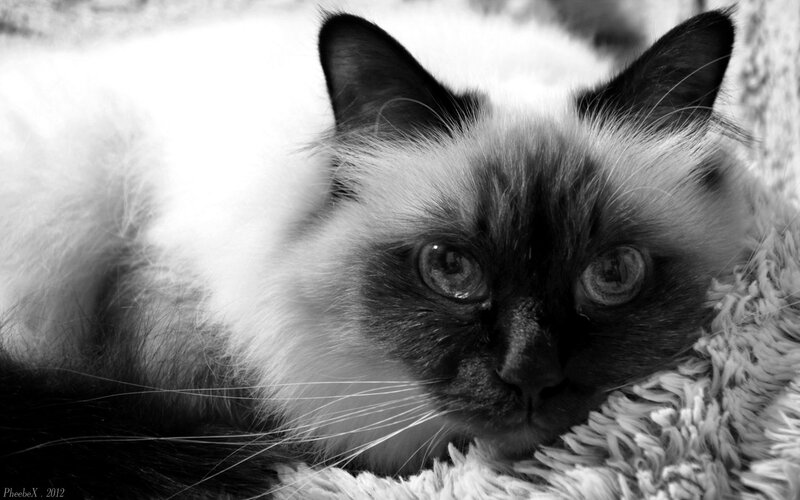 Ragdoll Cat Lying Down — Black