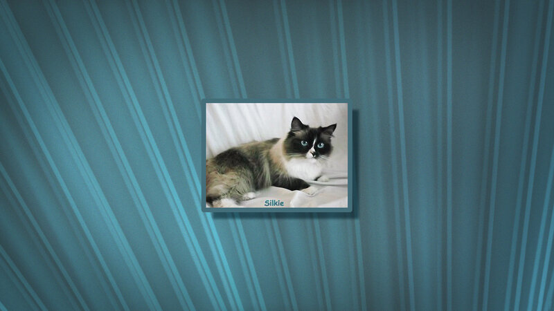 Ragdoll Cat Lying Down — Blue
