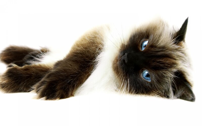 Ragdoll Cat Lying Down — Brown