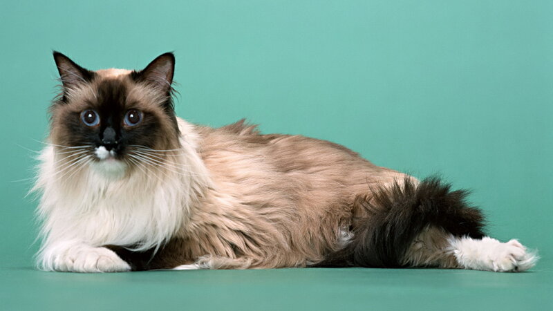 Ragdoll Cat Lying Down — Green