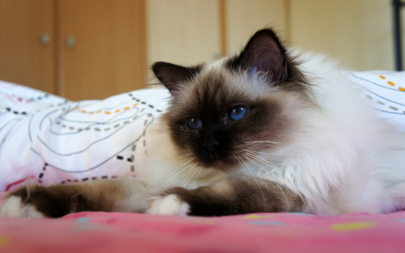 Ragdoll Cat Lying Down — White, Calm, Photograph, Bed