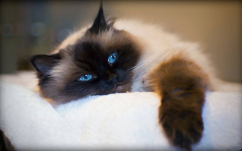 Ragdoll Cat Lying Down — White, Calm, Photograph, Blanket