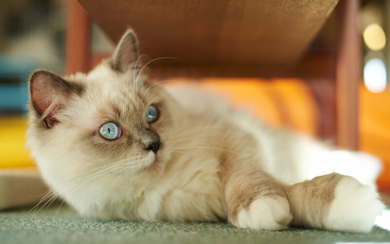 Ragdoll Cat Lying Down — White, Calm, Photograph, Carpet, Furniture