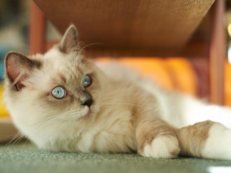 Ragdoll Cat Lying Down — White, Calm, Photograph, Carpet