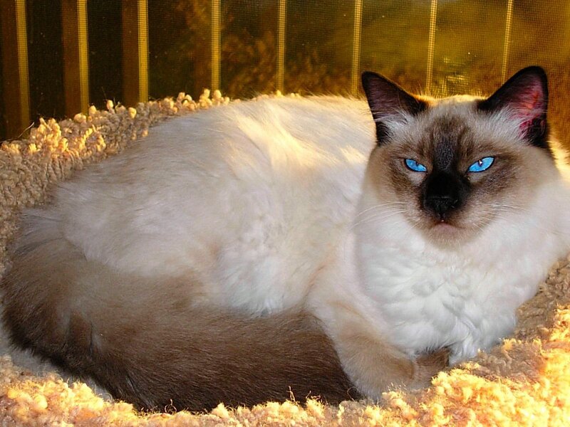 Ragdoll Cat Lying Down — White, Calm, Photograph, Cat Bed