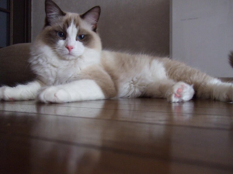 Ragdoll Cat Lying Down — White, Calm, Photograph, Floor, Pillow