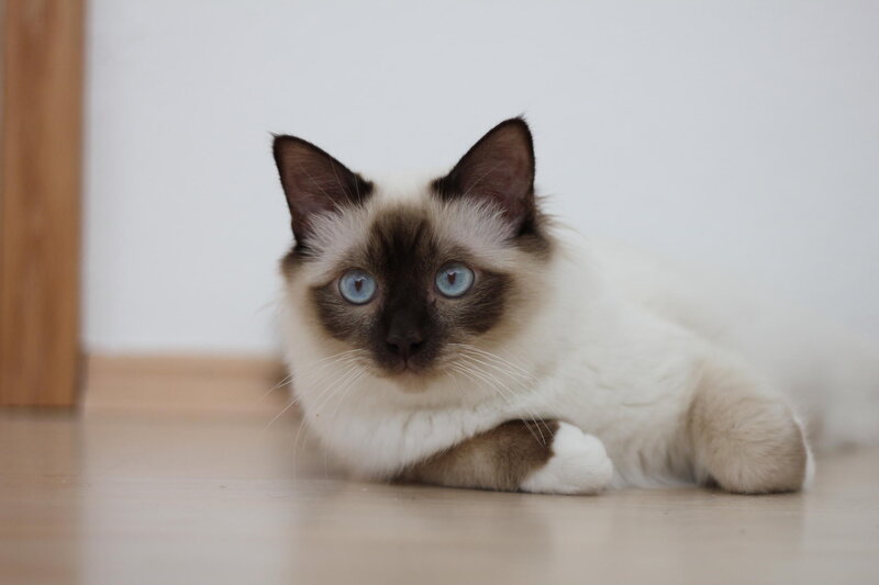 Ragdoll Cat Lying Down — White, Calm, Photograph, Floor