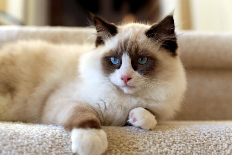 Ragdoll Cat Lying Down — White, Calm, Photograph