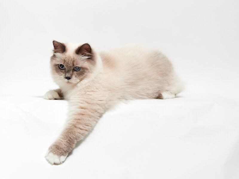 Ragdoll Cat Lying Down — White, Calm, Photograph, White Surface, Cream