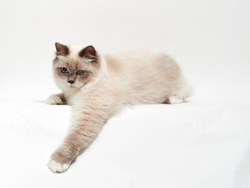 Ragdoll Cat Lying Down — White, Calm, Photograph, White Surface