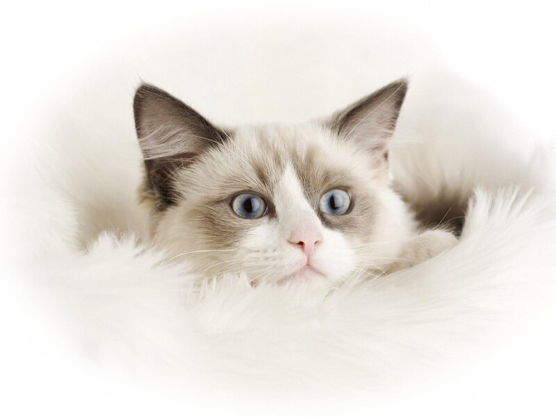 Ragdoll Cat Lying Down — White, Calm
