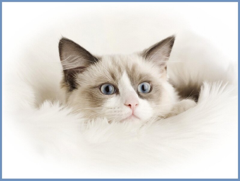Ragdoll Cat Lying Down — White