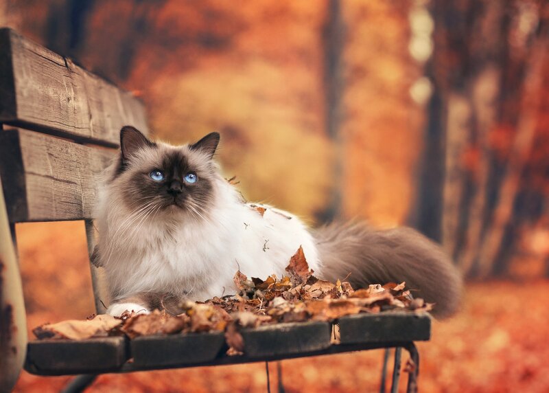 Ragdoll Cat on Bench