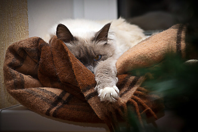 Ragdoll Cat on Blanket