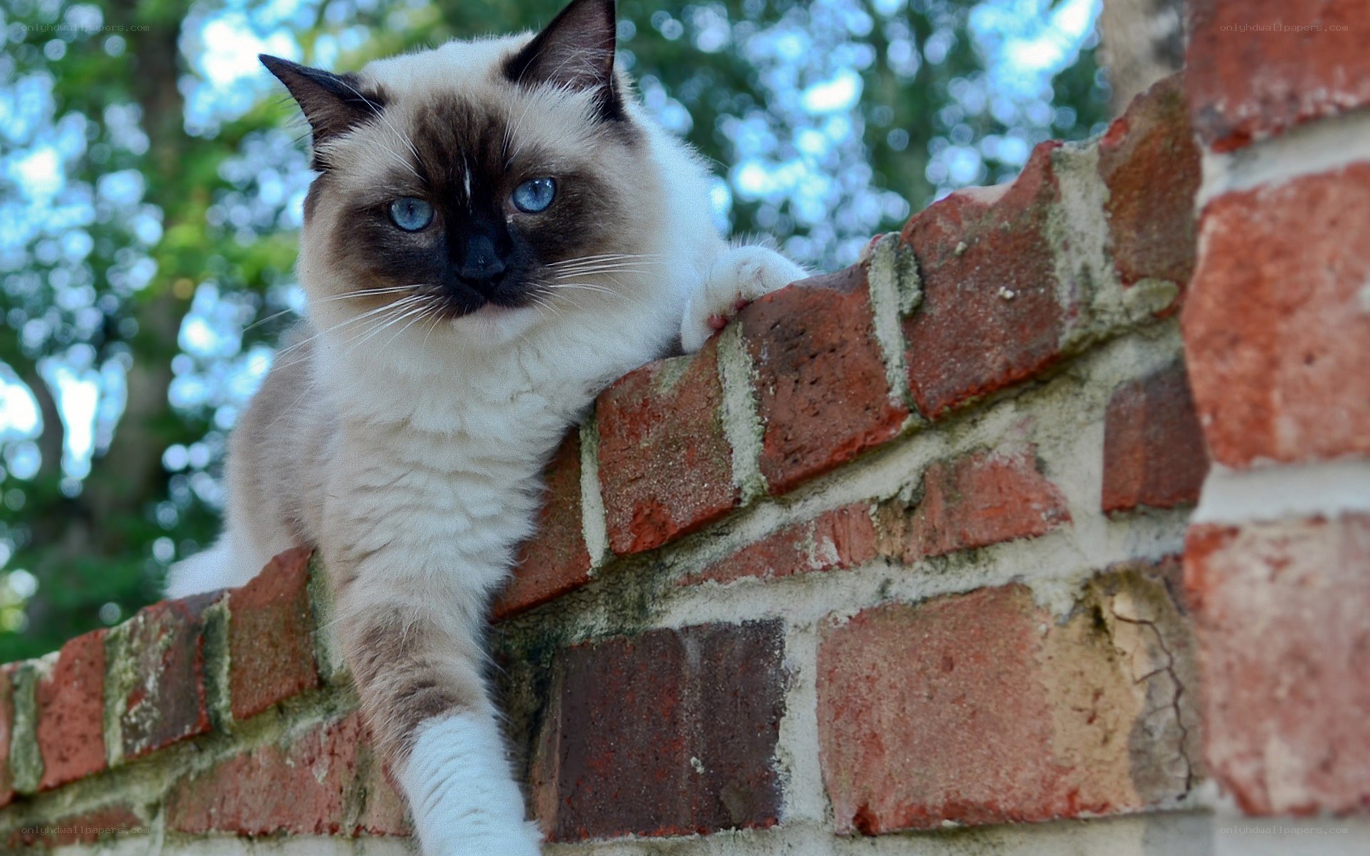 Ragdoll cat on brick wall