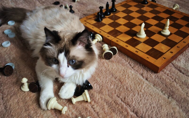 Ragdoll Cat on Carpet