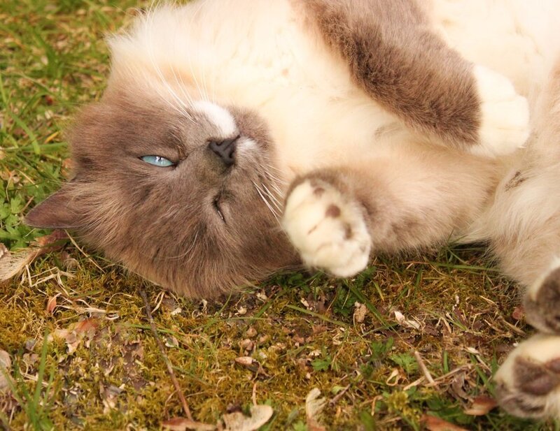 Ragdoll Cat on Grass — Brown