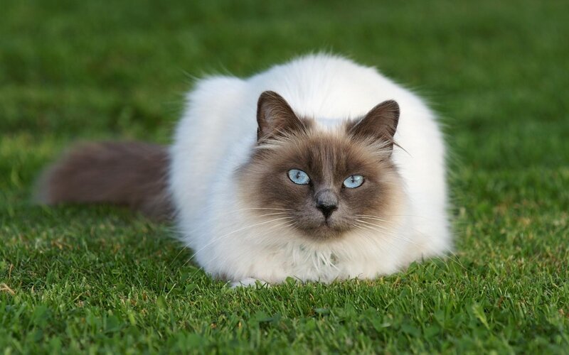 Ragdoll Cat on Grass — Green