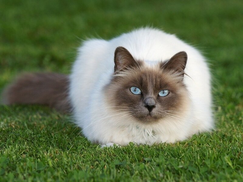 Ragdoll Cat on Grass