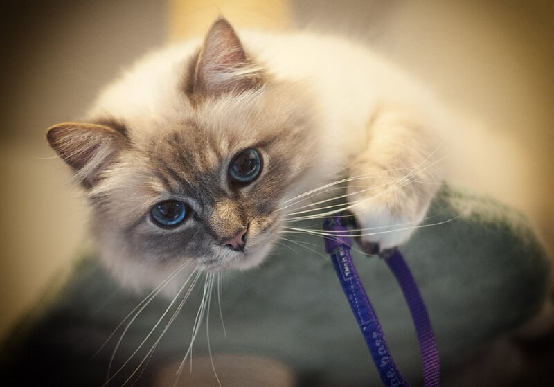Ragdoll Cat on Leash