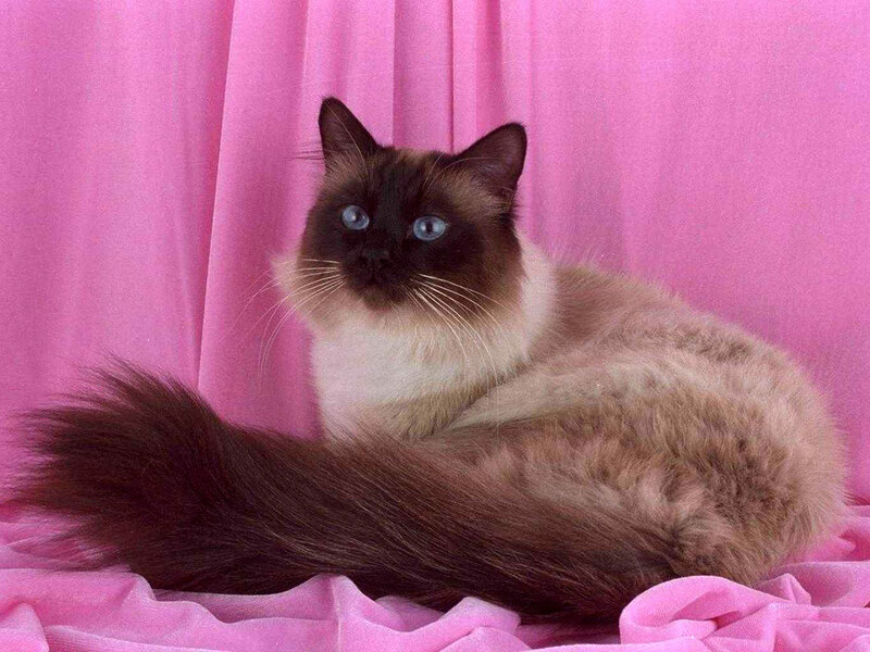 Ragdoll Cat on Pink Fabric