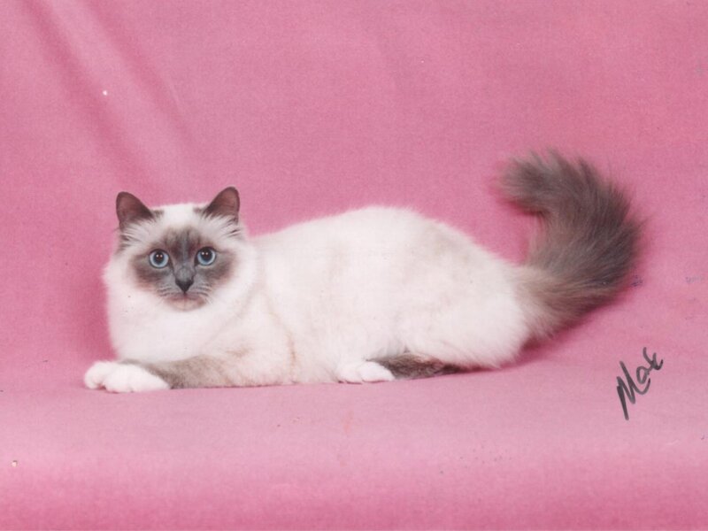 Ragdoll Cat on Pink