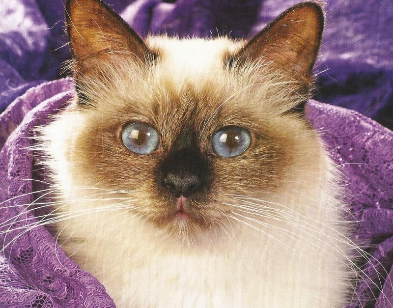 Ragdoll Cat on Purple Fabric