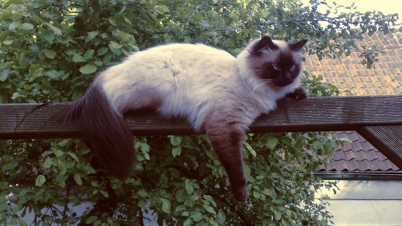 Ragdoll Cat on Railing