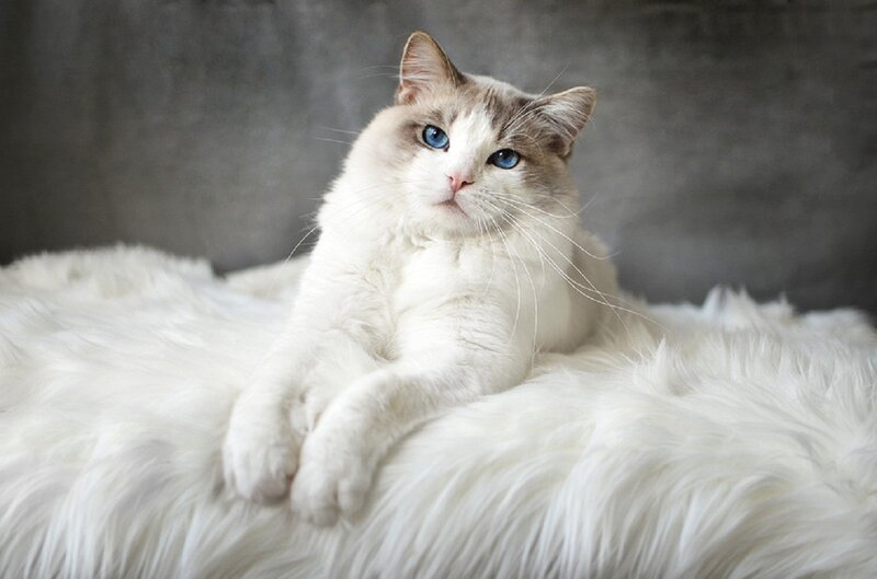 Ragdoll Cat on Rug