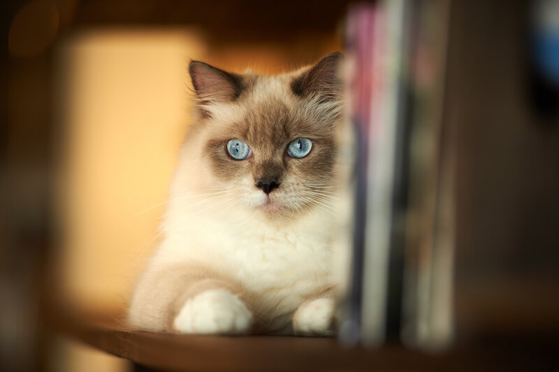Ragdoll Cat on Shelf