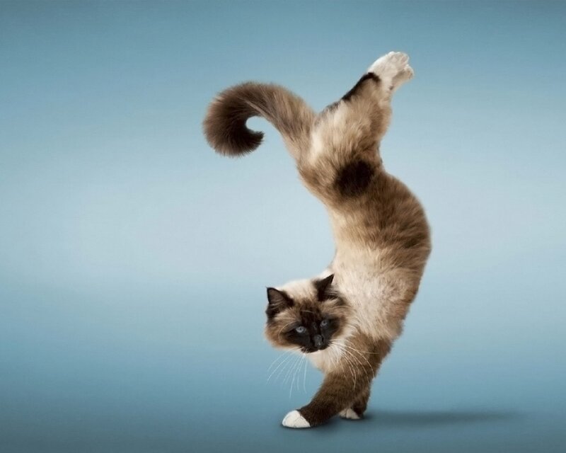 Ragdoll Cat Performing Yoga
