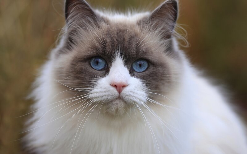 Ragdoll Cat Portrait