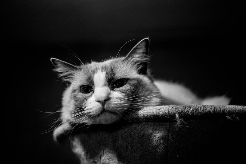 Ragdoll Cat Resting