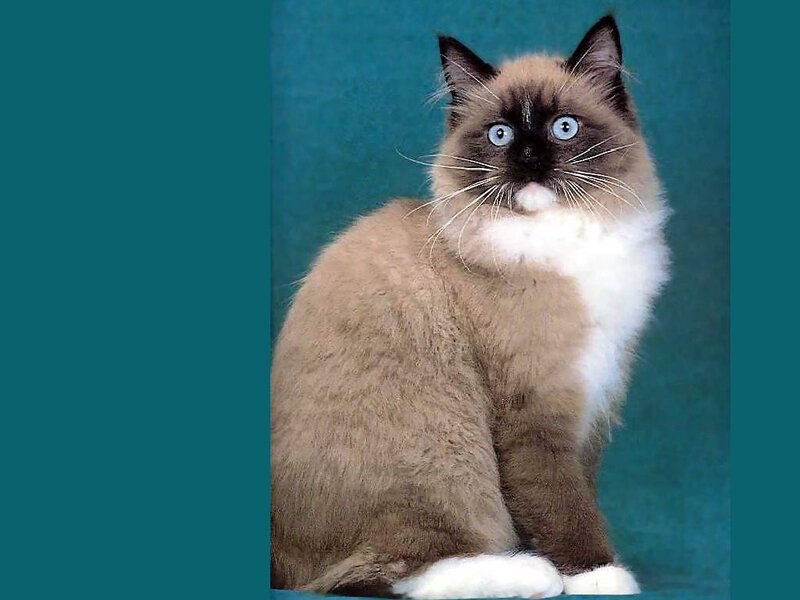 Ragdoll Cat Sitting — Brown