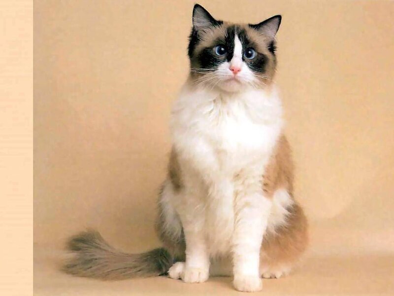 Ragdoll Cat Sitting