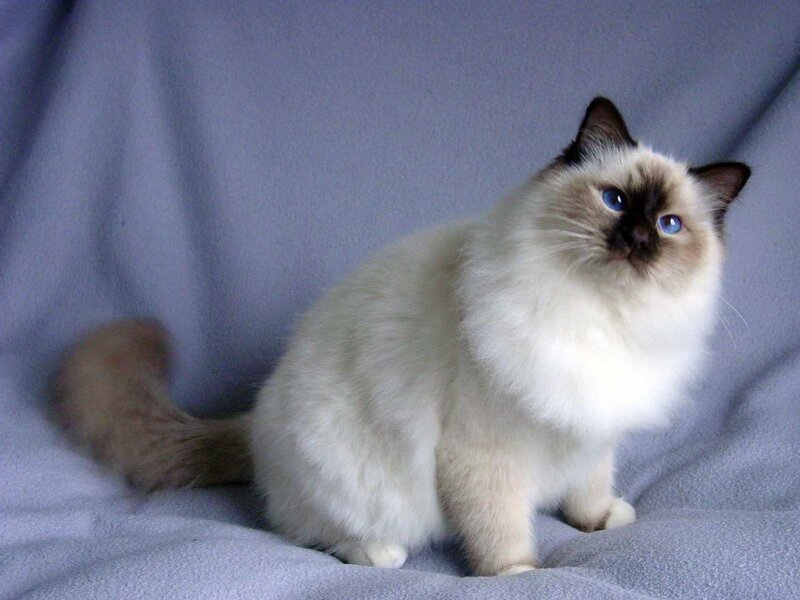 Ragdoll Cat Sitting — White