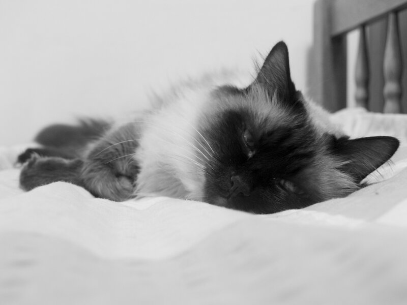Ragdoll Cat Sleeping — Black