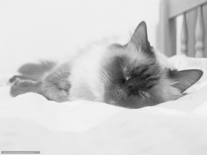 Ragdoll Cat Sleeping
