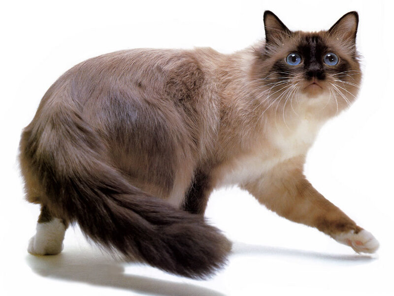 Ragdoll Cat Standing