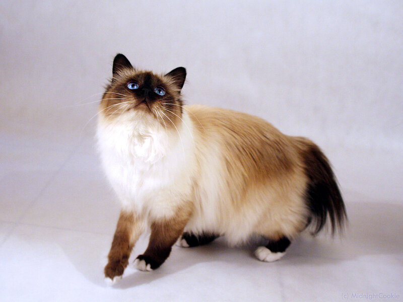 Ragdoll Cat Standing — White